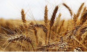 Buğday Yağı ile Cilt, Saç ve Gözaltı Bakımınızı yapın !