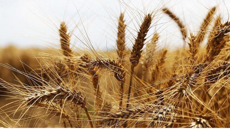  Buğday Yağı ile Cilt, Saç ve Gözaltı Bakımınızı yapın !